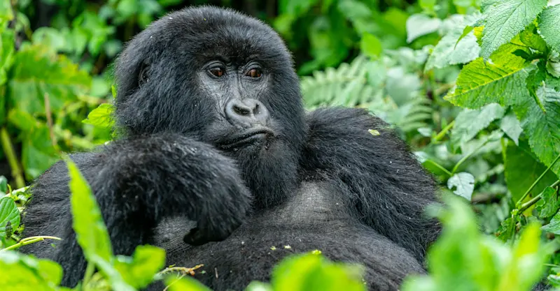 Mountain gorilla, Bwindi Impenetrable Forest National Park, Uganda.