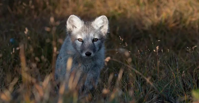 Arctic fox, Greenland