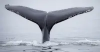 Humpback whale, Iceland