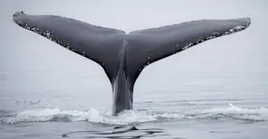 Humpback whale, Iceland