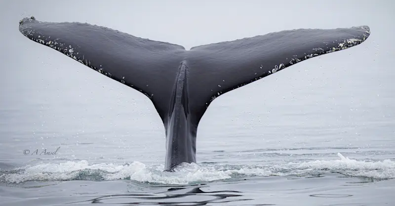 Humpback whale, Iceland
