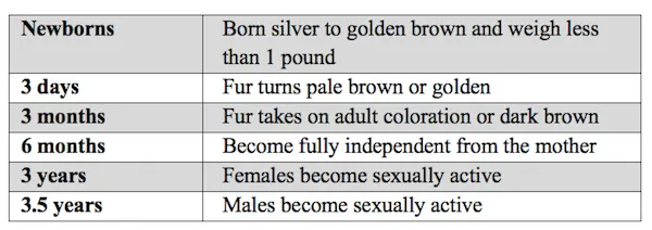 Beforeyougo|Mexico-Central-America|Belize|HowlerMonkeyDevelopment