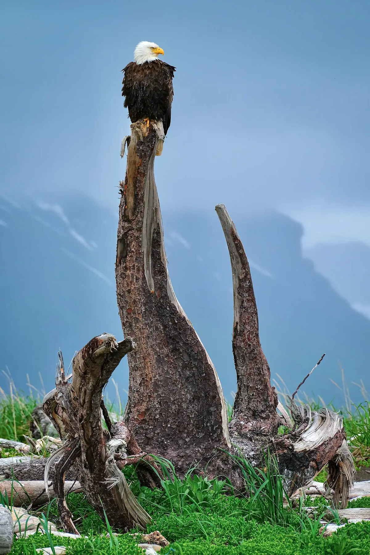 Bald eagle, Katmai National Park, Alaska.