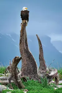 Bald eagle, Katmai National Park, Alaska.