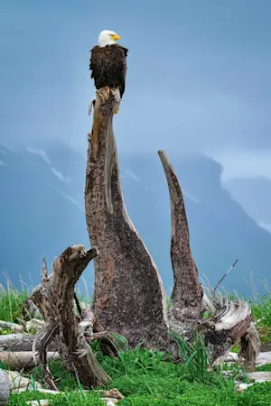 Bald eagle, Katmai National Park, Alaska.