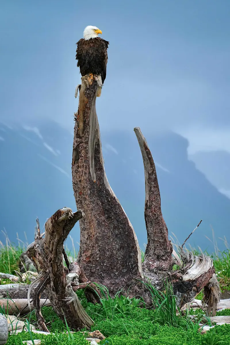 Bald eagle, Katmai National Park, Alaska.