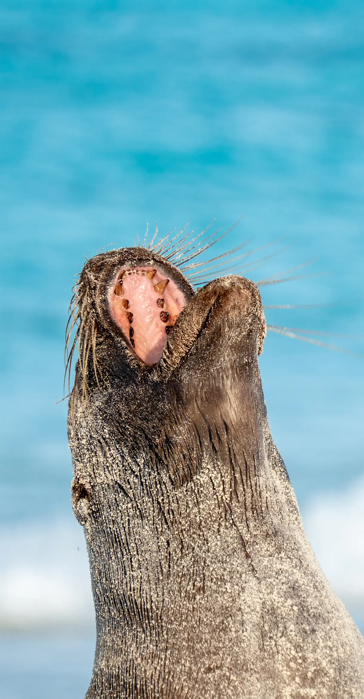 Sea lion, Galapagos Islands.