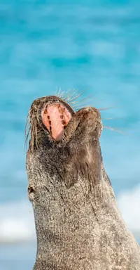 Sea lion, Galapagos Islands