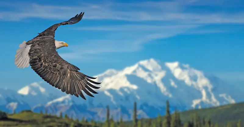 Bald eagle, Denali National Park & Preserve, Alaska.