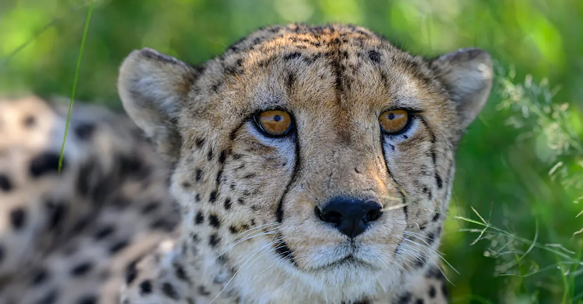 Cheetah, Okavango Delta, Botswana.