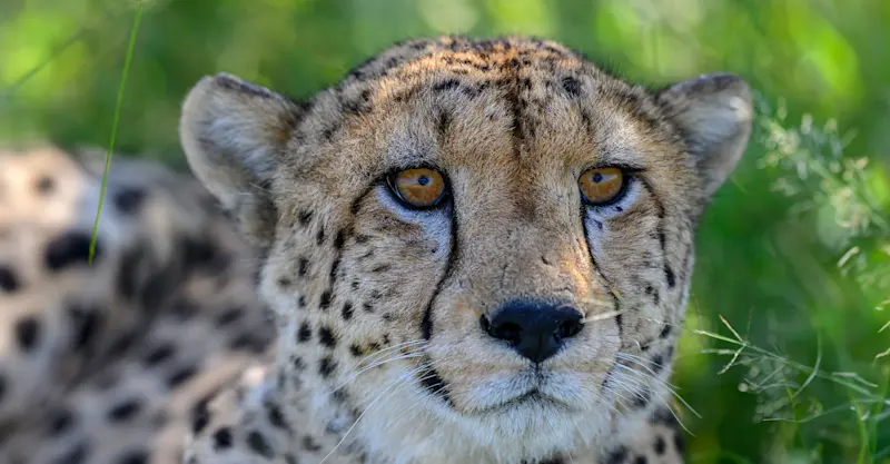 Cheetah, Okavango Delta, Botswana.