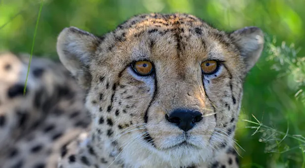 Cheetah, Okavango Delta, Botswana.