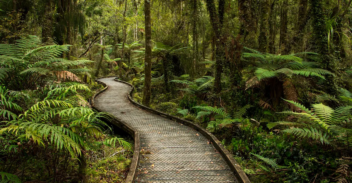 Kahikatea Forest, Mount Aspiring National Park, New Zealand.