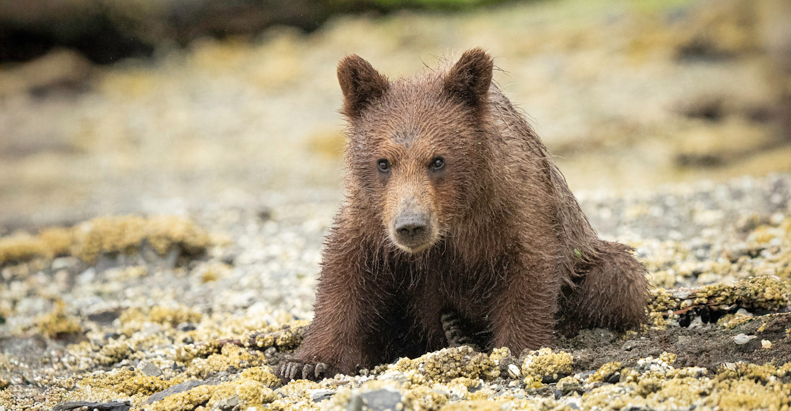 Brown Bear Cub