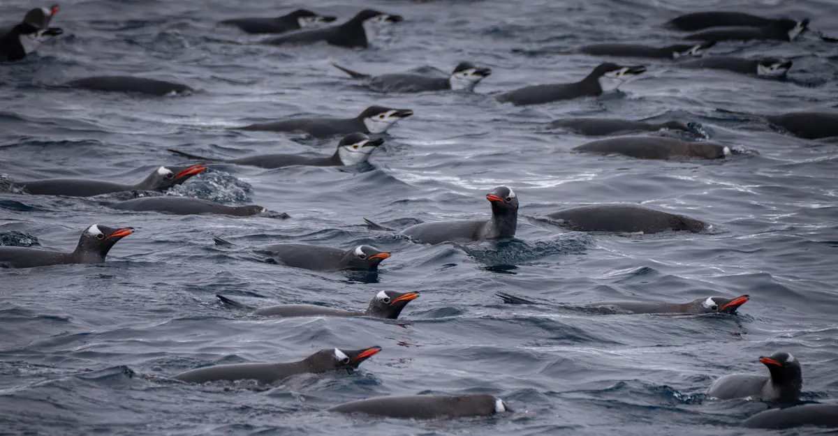 Penguins, Antarctica.