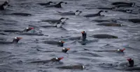 Penguins, Antarctica