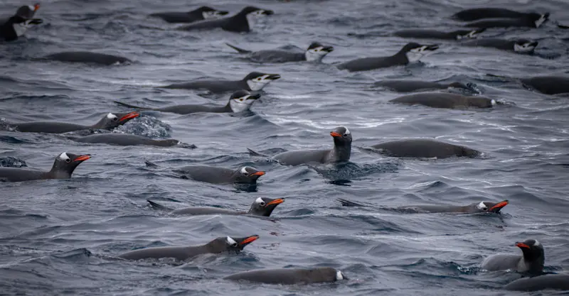 Penguins, Antarctica