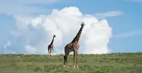 Slideshow Thumbnail 7 of 20
