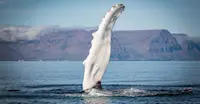 Humpback whale, Iceland.