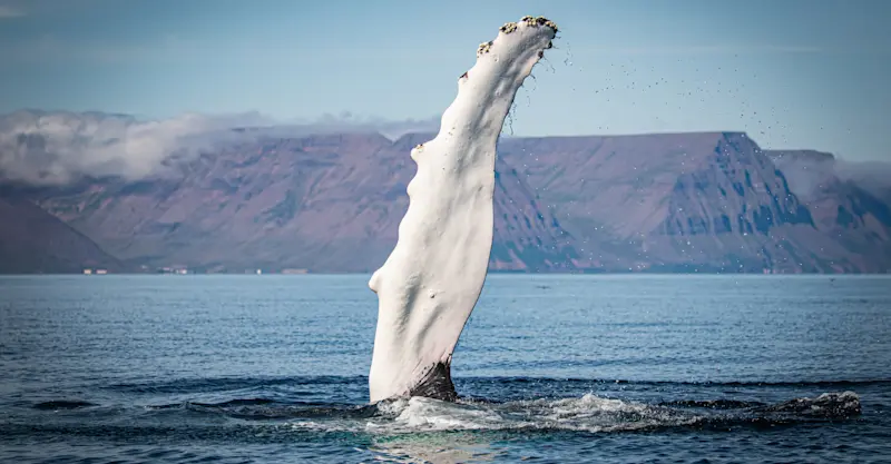 Humpback whale, Iceland.