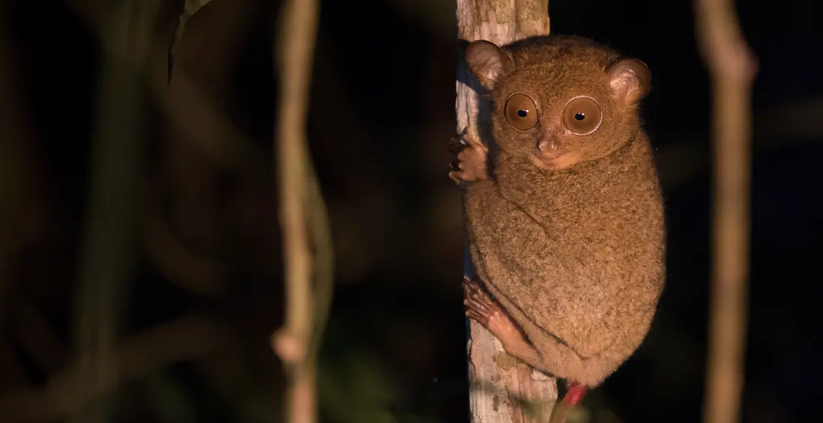 Horsfield's Tarsier, Borneo.