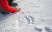 Polar bear tracks, Nunavut, Canada.