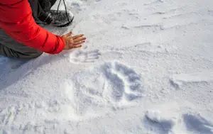 Polar bear tracks, Nunavut, Canada.