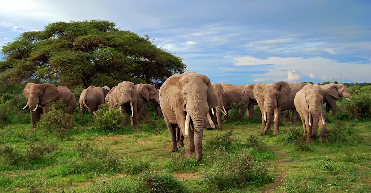 African Safaris & Adventure Travel | Natural Habitat Adventures