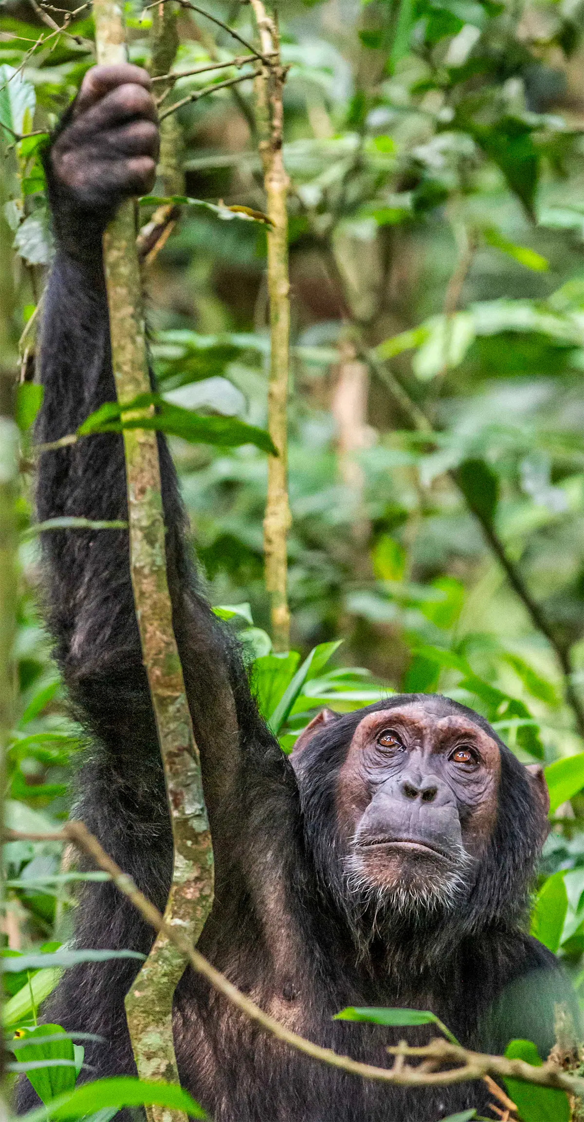 Chimpanzee, Kibale National Park, Uganda.