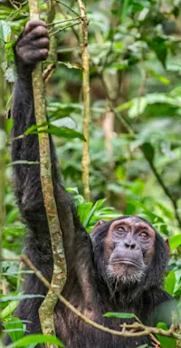 Chimpanzee, Kibale National Park, Uganda