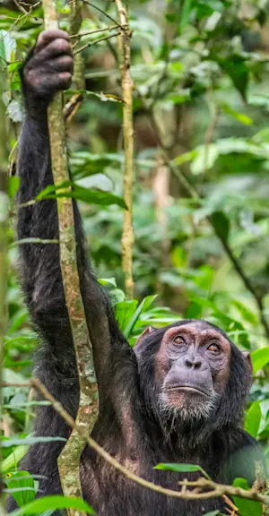 Chimpanzee, Kibale National Park, Uganda