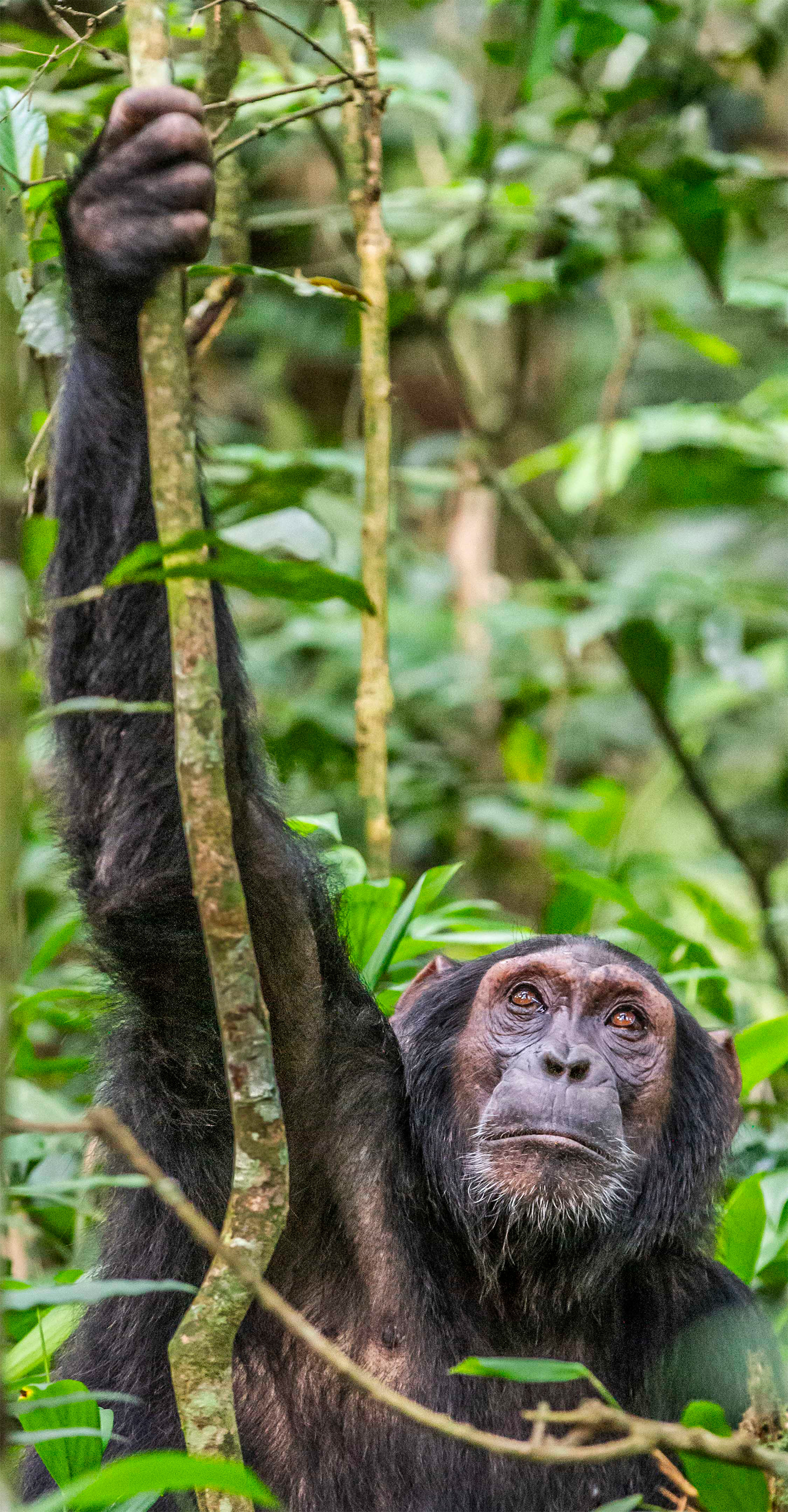 Chimpanzee, Kibale National Park, Uganda