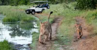 Safari drive, Okavango Delta, Botswana.