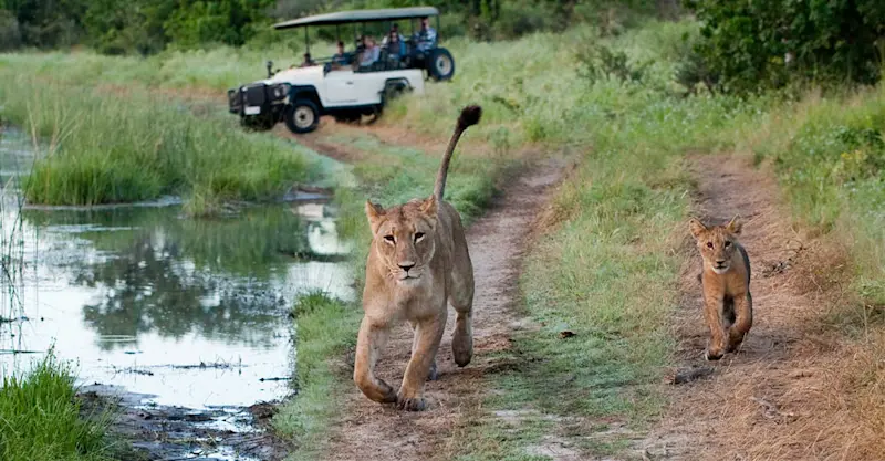 Lions and safari vehicle, Okavango Delta, Botswana.