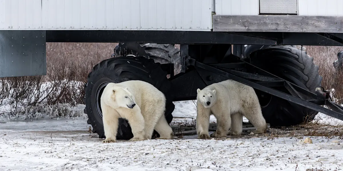 Bears outside Nat Hab's Tundra Lodge