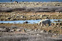 Polar Bear on Hudson Bay in Canada. 