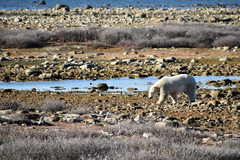 Polar Bear on Hudson Bay in Canada. 