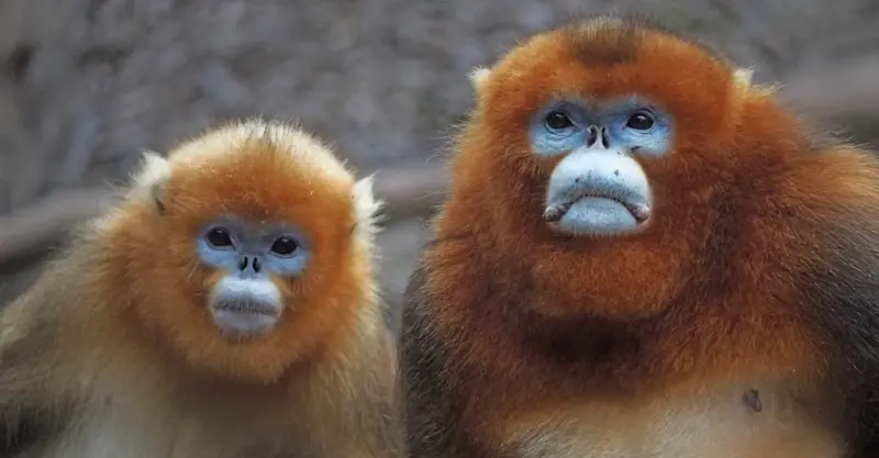 Golden snub-nosed monkeys, Golden Monkey Nature Reserve, China