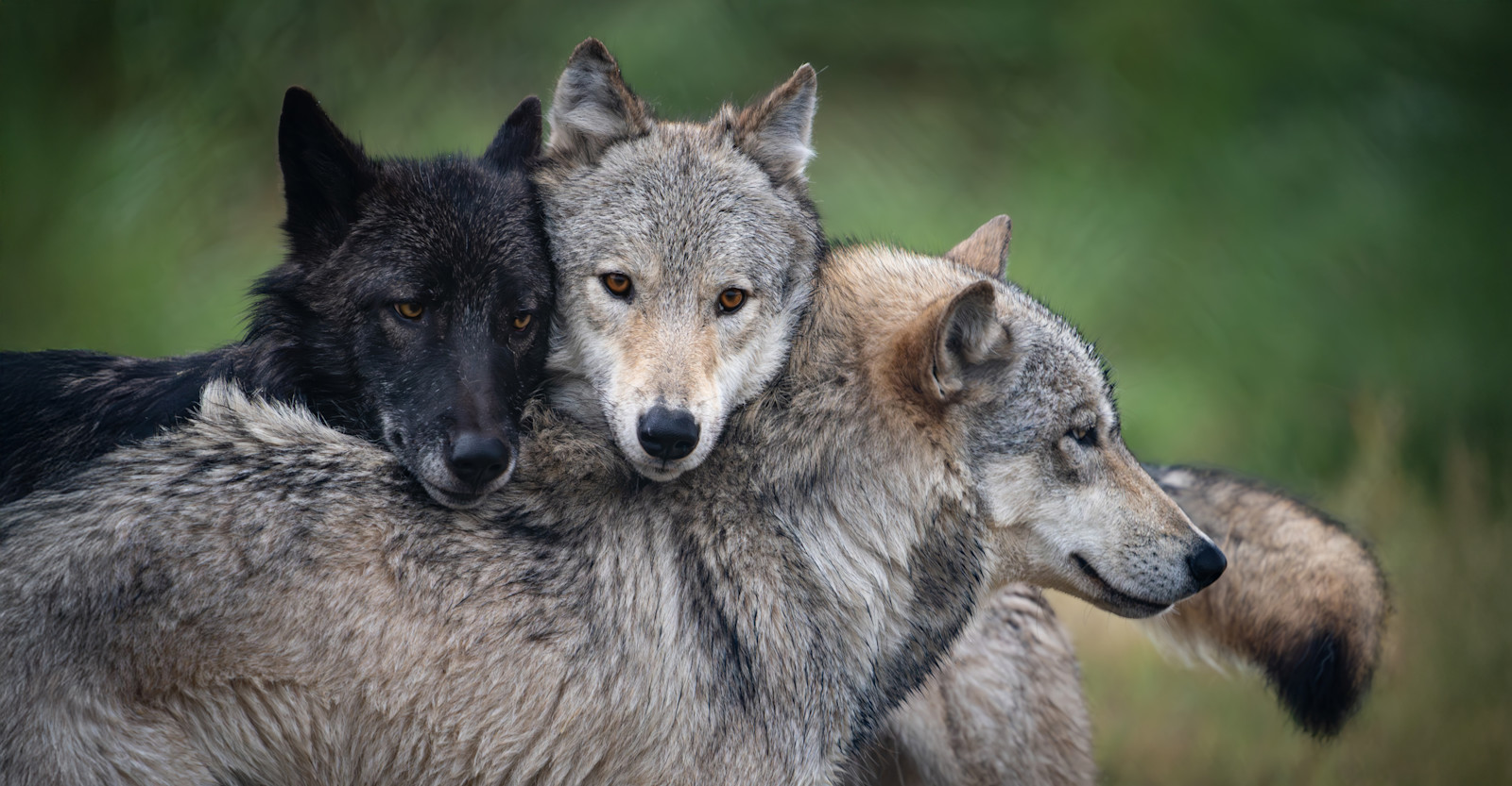  A pack of gray wolves in the Greater Yellowstone Ecosystem of Montana.