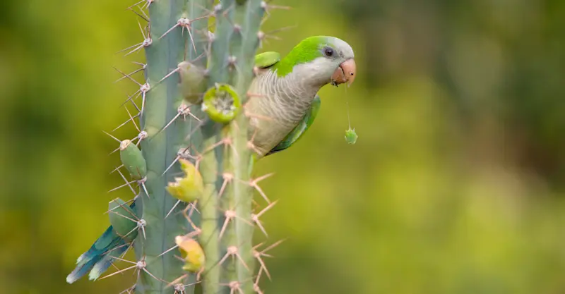 Monk Parakeet, Pantanal, Brazil.