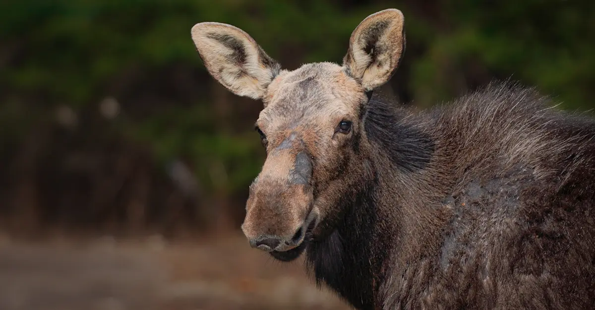 Moose, Newfoundland & Labrador, Canada.