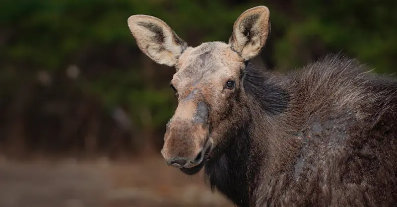 Moose, Newfoundland & Labrador, Canada.