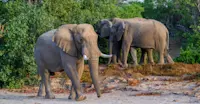 Elephants, MalaMala Private Reserve, South Africa.