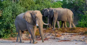Elephants, MalaMala Private Reserve, South Africa.