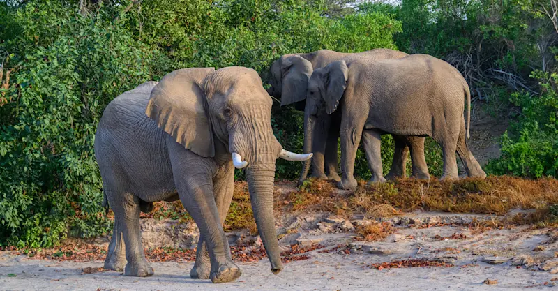 Elephants, MalaMala Private Reserve, South Africa.