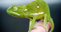 Flap-necked chameleon, Sabi Sand Game Reserve, South Africa.