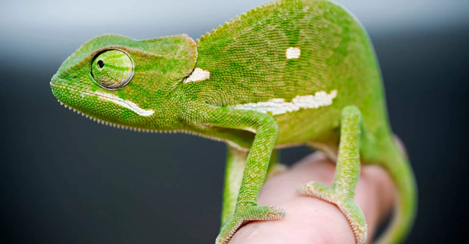 Flap-necked chameleon, Sabi Sand Game Reserve, South Africa.