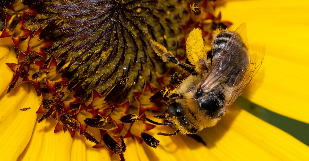 Honey Bee, Colorado.