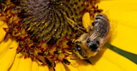 Honey Bee, Colorado
