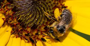 Honey Bee, Colorado